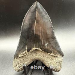 Top 1% Quality Megalodon Shark Tooth South Carolina 4.73 Serrated Killer