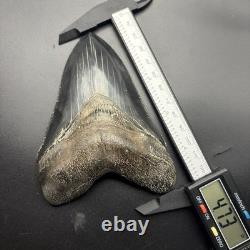 Top 1% Quality Megalodon Shark Tooth South Carolina 4.73 Serrated Killer
