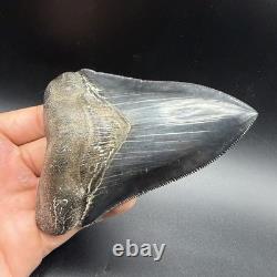 Top 1% Quality Megalodon Shark Tooth South Carolina 4.73 Serrated Killer