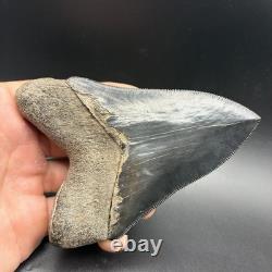 Top 1% Quality Megalodon Shark Tooth South Carolina 4.73 Serrated Killer
