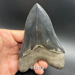 Top 1% Quality Megalodon Shark Tooth South Carolina 4.73 Serrated Killer