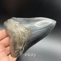 Top 1% Quality Megalodon Shark Tooth South Carolina 4.73 Serrated Killer