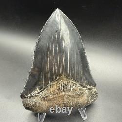 Top 1% Quality Megalodon Shark Tooth South Carolina 4.73 Serrated Killer