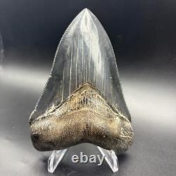 Top 1% Quality Megalodon Shark Tooth South Carolina 4.73 Serrated Killer
