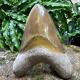 Top 5.5 Rare Megalodon Shark Tooth Fossil Indonesia