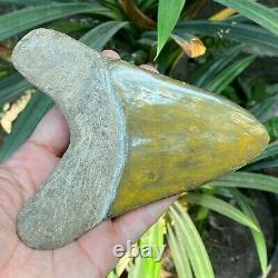 Top 5.5 Rare Megalodon Shark Tooth Fossil Indonesia