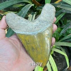 Top 5.5 Rare Megalodon Shark Tooth Fossil Indonesia