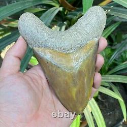 Top 5.5 Rare Megalodon Shark Tooth Fossil Indonesia