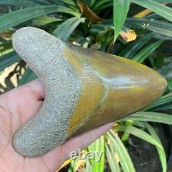 Top 5.5 Rare Megalodon Shark Tooth Fossil Indonesia