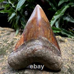 Top Natural 4.2 Fossil Megalodon Shark Tooth Indonesia Megalodon Tooth