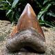 Top Natural 4.2 Fossil Megalodon Shark Tooth Indonesia Megalodon Tooth