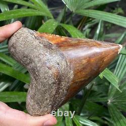 Top Natural 4.2 Fossil Megalodon Shark Tooth Indonesia Megalodon Tooth