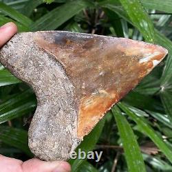 Top Natural 4.2 Fossil Megalodon Shark Tooth Indonesia Megalodon Tooth