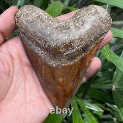 Top Natural 4.2 Fossil Megalodon Shark Tooth Indonesia Megalodon Tooth