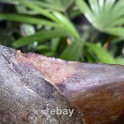 Top Natural 4.2 Fossil Megalodon Shark Tooth Indonesia Megalodon Tooth