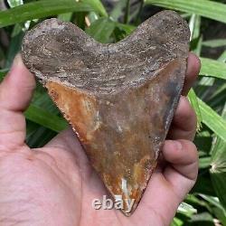 Top Natural 4.2 Fossil Megalodon Shark Tooth Indonesia Megalodon Tooth