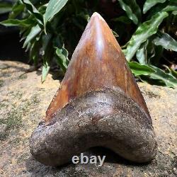 Top Natural 4.2 Fossil Megalodon Shark Tooth Indonesia Megalodon Tooth