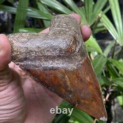 Top Natural 4.2 Fossil Megalodon Shark Tooth Indonesia Megalodon Tooth