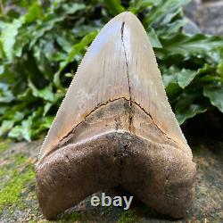 Top Natural 4.3 Rare Megalodon Shark Tooth Serrated Fossil Natural Indonesia