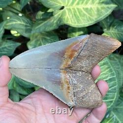 Top Natural 4.3 Rare Megalodon Shark Tooth Serrated Fossil Natural Indonesia