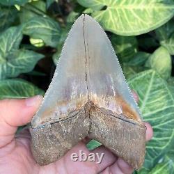 Top Natural 4.3 Rare Megalodon Shark Tooth Serrated Fossil Natural Indonesia