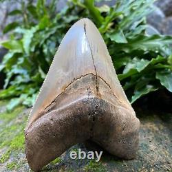 Top Natural 4.3 Rare Megalodon Shark Tooth Serrated Fossil Natural Indonesia