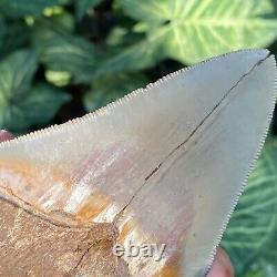 Top Natural 4.3 Rare Megalodon Shark Tooth Serrated Fossil Natural Indonesia