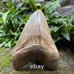 Top Natural 4.3 Rare Megalodon Shark Tooth Serrated Fossil Natural Indonesia