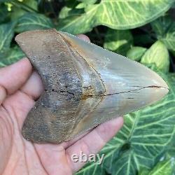 Top Natural 4.3 Rare Megalodon Shark Tooth Serrated Fossil Natural Indonesia