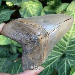Top Natural 4.3 Rare Megalodon Shark Tooth Serrated Fossil Natural Indonesia