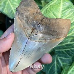 Top Natural 4.3 Rare Megalodon Shark Tooth Serrated Fossil Natural Indonesia