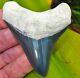 Top Quality 2.94 Bone Valley Megalodon Tooth Florida Fossil Shark Teeth
