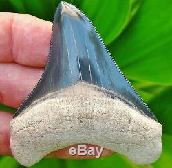 Top Quality 2.94 Bone Valley Megalodon Tooth Florida fossil Shark teeth