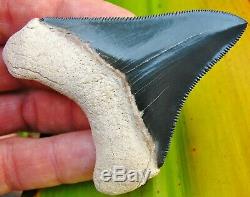 Top Quality 2.94 Bone Valley Megalodon Tooth Florida fossil Shark teeth