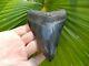 Top Shelf Megalodon Shark Tooth Serration 4 13/16 Jet Black 6 Pics No Repair