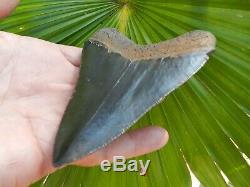 Top Shelf Megalodon Shark Tooth Serration 4 13/16 Jet Black 6 pics NO REPAIR