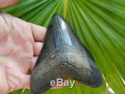 Top Shelf Megalodon Shark Tooth Serration 4 13/16 Jet Black 6 pics NO REPAIR