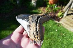 Triangular Megalodon Tooth Principle Top Jaw Killer Coloured Shark Tooth