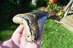 Triangular Megalodon Tooth Principle Top Jaw Killer Coloured Shark Tooth