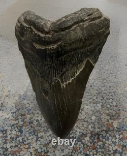 U21280 Rare 578 Megalodon Shark Tooth Released for Public Sale for First G2U