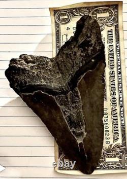 U21280 Rare 578 Megalodon Shark Tooth Released for Public Sale for First G2U