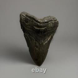 U21280 Rare 578 Megalodon Shark Tooth Released for Public Sale for First G2U