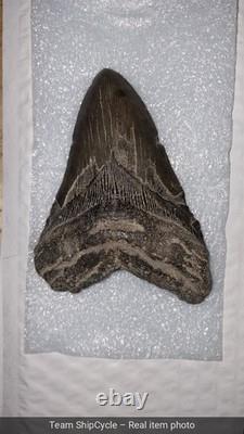 U21280 Rare 578 Megalodon Shark Tooth Released for Public Sale for First G2U