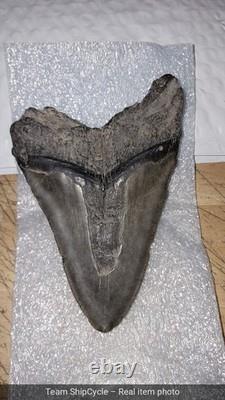 U21280 Rare 578 Megalodon Shark Tooth Released for Public Sale for First G2U