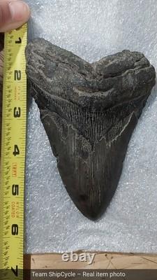 U21280 Rare 578 Megalodon Shark Tooth Released for Public Sale for First G2U