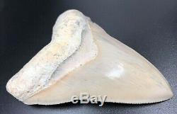 ULTRA RARE 5 Caribbean MEGALODON 100% Natural, Fossil Shark Teeth, REAL tooth