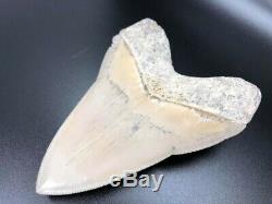 ULTRA RARE 5 Caribbean MEGALODON 100% Natural, Fossil Shark Teeth, REAL tooth