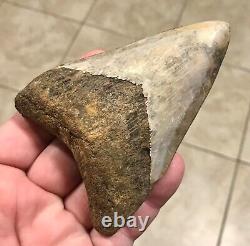 UNIQUELY KOOL 4.43 x 3.19 Indonesian Megalodon Shark Tooth Fossil SEE PICS