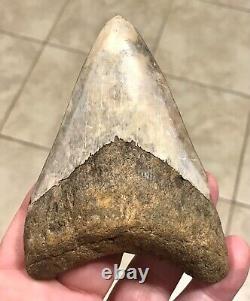 UNIQUELY KOOL 4.43 x 3.19 Indonesian Megalodon Shark Tooth Fossil SEE PICS