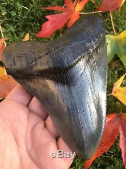 Ultra Gorgeous FOSSIL MEGALODON SHARK TOOTH Heavy Mineralized With PYRITE! 5.9